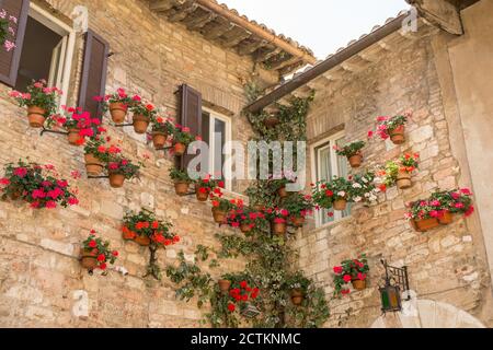 Assise, région de l'Ombrie, Italie. Géraniums rouges en pots de fleurs décorant les murs extérieurs d'une maison. (À usage éditorial uniquement) Banque D'Images