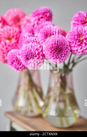 Dahlias lilas et roses dans un pot en verre, sur fond de mur neutre. Le travail du fleuriste dans un fleuriste. Joli bouquet frais. Livraison de fleurs Banque D'Images