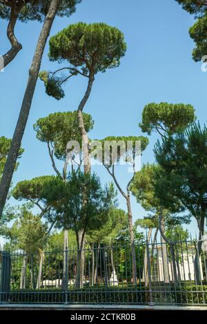 Rome, région du Latium, Italie. Pins en pierre ombrelle (Pinus pinea) près du Colisée. Ils sont également connus sous le nom de pin de pierre italien, pin parapluie Banque D'Images