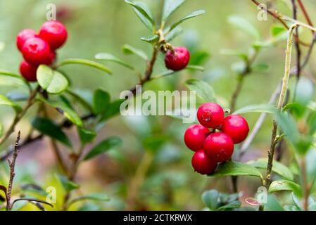 Gros plan de baies de lingonis rouges en forêt avec fond rouge. Framboises rouges mûres Vaccinium vitis-idaea pour illustration. Banque D'Images