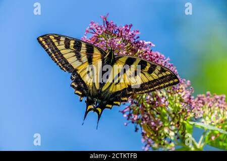 Issaquah, Washington, États-Unis. WESTERN Tiger Swallowtail papillon pollinisant un papillon Bush. Banque D'Images