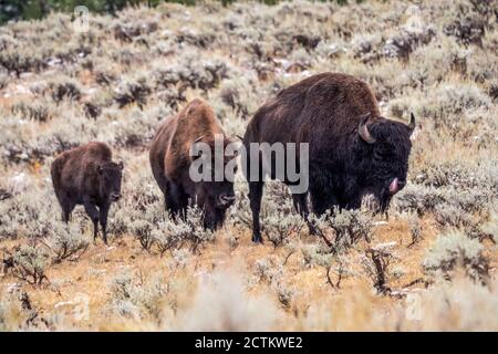 Parc national de Yellowstone, Wyoming, États-Unis. Famille de bisons dans la vallée de Lamar après une chute de neige au début de l'automne. Banque D'Images