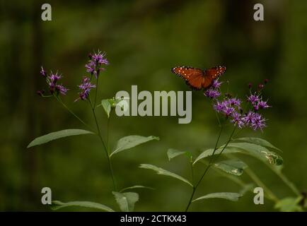 Un papillon Queen se nourrit d'une grande fleur d'ironaded Banque D'Images