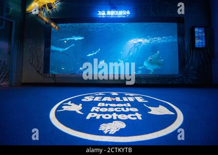 Busan, Corée du Sud - 21 février 2020 : Sea Life l'aquarium de Busan est un aquarium situé à Haeundae Beach, en Corée du Sud. Banque D'Images