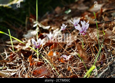 Belles fleurs de cyclamen rose sauvage croissant dans la prairie entre feuilles d'arbre Banque D'Images