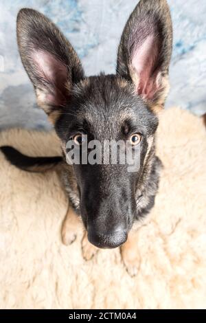 Chiot Berger allemand, 4 mois, assis sur une laine de mouton devant un fond bleu Banque D'Images