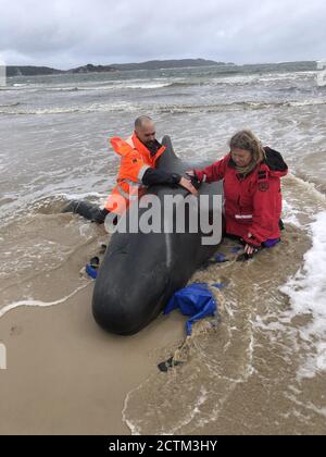 (200924) -- BEIJING, le 24 septembre 2020 (Xinhua) -- les sauveurs d'une baleine échouée au large de la côte ouest de la Tasmanie en Australie le 22 septembre 2020. Les sauveteurs se font courir à temps pour sauver des vies car 270 baleines pilotes ont été bloquées au large de la côte ouest de la Tasmanie en Australie et environ un tiers d'entre elles sont mortes. (Police de Tasmanie/document via Xinhua) Banque D'Images