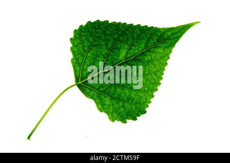 une feuille de peuplier vert isolée sur fond blanc, côté supérieur de la feuille Banque D'Images