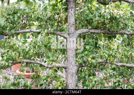 Gros plan d'un arbre fruitier Banque D'Images