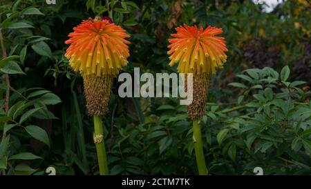 Deux belles têtes de fleur de kniphofia ou rouge de poker chaud jardin Banque D'Images