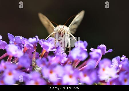 Image macro avant d'un Moth de jour Buddleja davidi sur fleur. Banque D'Images