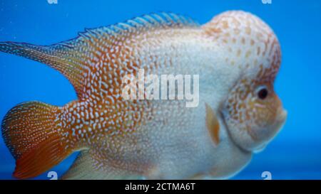Cichlidés de Flowerhorn ou poisson luohan dans l'aquarium. Banque D'Images