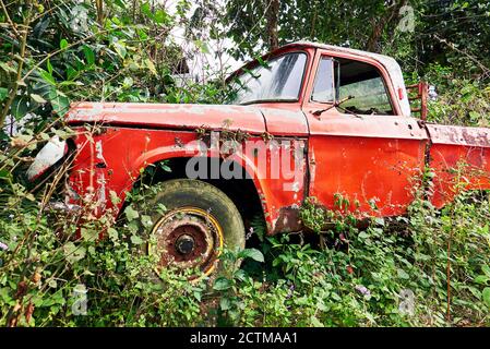 Vue rapprochée d'un vieux pick-up rouge abandonné à côté d'une route, entouré de plantes et d'un tambour à essence rouille, province de Mountain, Philippines Banque D'Images