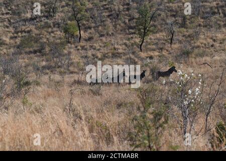 Quatre zèbres sur une colline dans le parc national de Pilanesberg, Afrique du Sud Banque D'Images