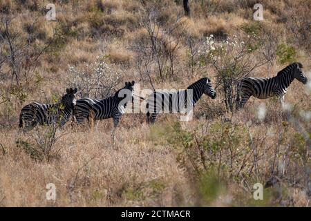 Quatre zèbres sur une colline dans le parc national de Pilanesberg, Afrique du Sud Banque D'Images