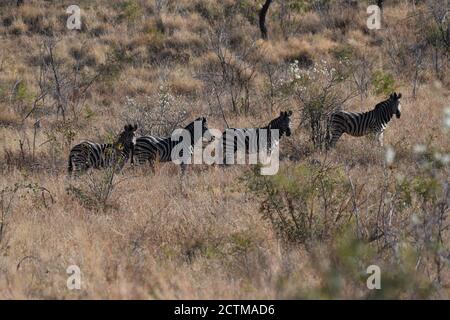 Quatre zèbres sur une colline dans le parc national de Pilanesberg, Afrique du Sud Banque D'Images