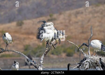 Ibis sacré africain. Parc national de Pilanesberg, Afrique du Sud Banque D'Images