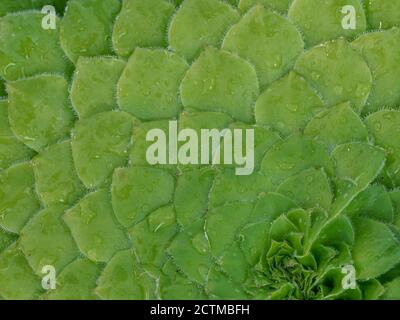 Gros plan du motif formé par les lames vertes qui se chevauchent De la plante succulente Aeonium tabuliforme avec des gouttelettes d'eau Banque D'Images