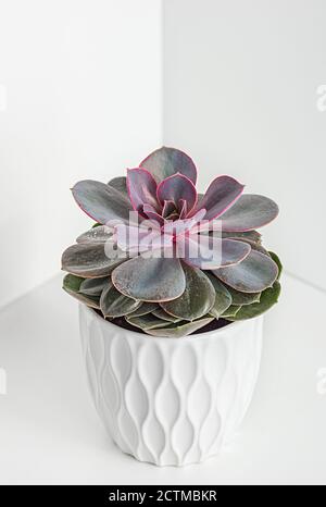 Plante succulente. Gros plan de Echeveria imbricata, Blue Rose Echeveria, croissant dans un pot blanc un fond clair. Recadrage vertical. Banque D'Images