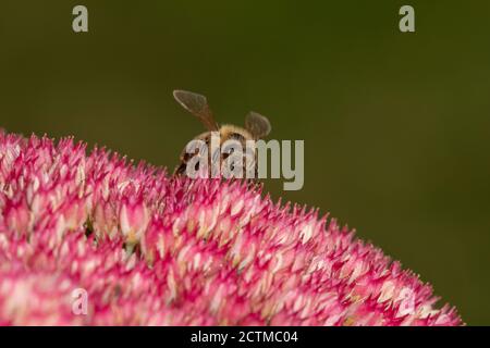 Abeille (APIs mellifera), ouvrier se nourrissant sur le nectar de Sedum dans le jardin, West Midlands, Angleterre. Banque D'Images