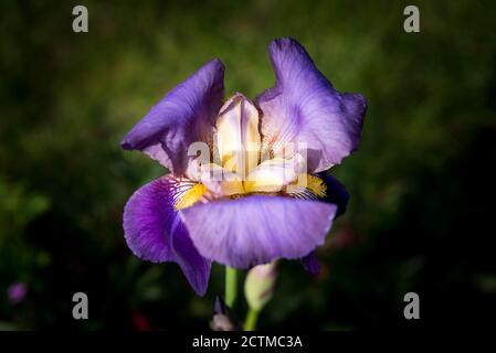 Détail de l'iris violet en fleurs Banque D'Images