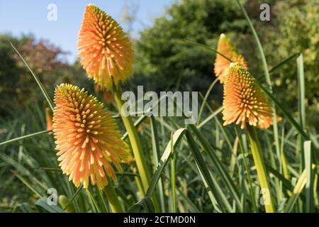 Exposition Red Hot Pokers kniphofia aux jardins Sir Harold Hiller Près de Romsey dans le Hampshire Banque D'Images