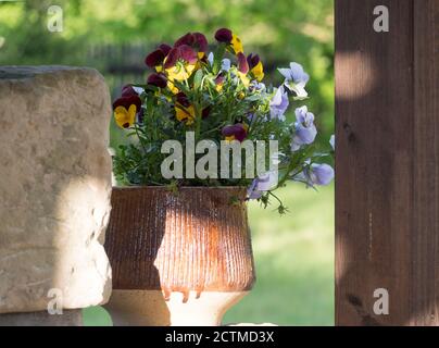 Fleurs de Pansy bleu, jaune et violet en pot d'argile caramique rustique sur le mur du jardin, foyer sélectif. Banque D'Images