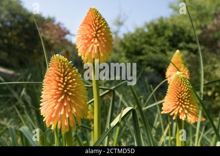 Exposition Red Hot Pokers kniphofia aux jardins Sir Harold Hiller Près de Romsey dans le Hampshire Banque D'Images