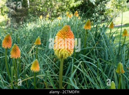 Exposition Red Hot Pokers kniphofia aux jardins Sir Harold Hiller Près de Romsey dans le Hampshire Banque D'Images