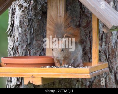 Gros plan écureuil noir mignon, Sciurus vulgaris assis dans la table de mangeoire à oiseaux, queue vers le haut avec des graines de tournesol dans des pattes. Mise au point sélective, espace de copie. Banque D'Images