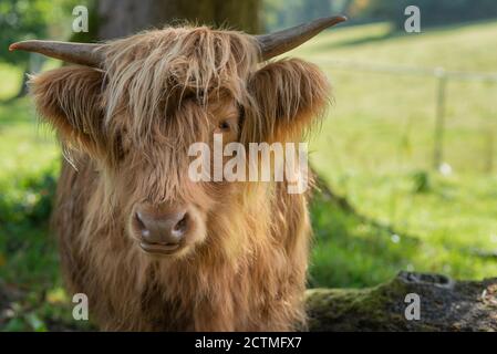 Gros plan d'une vache blond Highland en Écosse avec Copier l'espace Banque D'Images