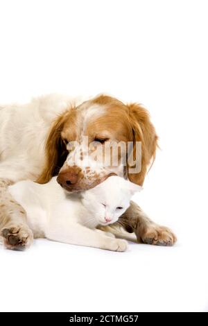 French Spaniel Male (Cinnamon Color) Et White Domestic Cat Jouant Contre White Background Banque D'Images