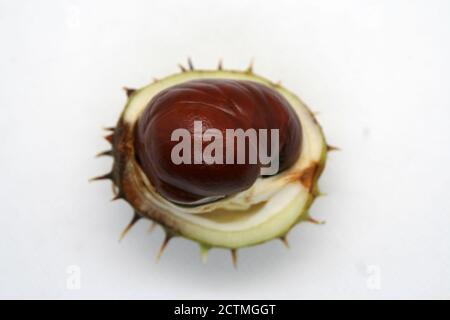 Fruits à la noix de Chestnut sauvages. Châtaignier dans une coquille. Banque D'Images