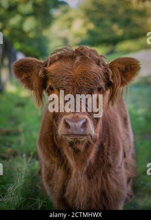 Gros plan d'un bébé Highland Cow dans le pays de Pollok Parc à Glasgow, Écosse Banque D'Images
