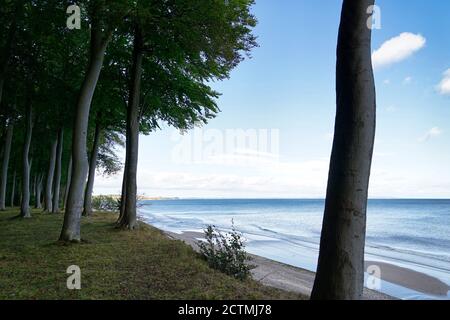 Hêtres dans la forêt de Faneskov, un arbre devant la côte de mon, Danemark, mer Baltique Banque D'Images