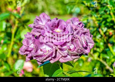 Rosa Rhapsody en bleu 'Frantasia'. Banque D'Images