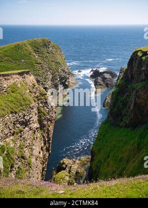 Faucons Geo sur Funzie Ness sur la côte est de l'île de Fetlar sur Shetland, Écosse, Royaume-Uni - le rocher dans cette région est du format Muness Phyllites Banque D'Images