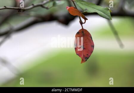 Huaian, Huaian, Chine. 24 septembre 2020. Jiangsuà¯ÂμÅ'CHINA-le 22 septembre 2020, les plantes sont particulièrement enchanteresses sous l'humidité de la rosée par l'ancienne rivière Huai dans la province de Huai 'an, Jiangsu. Ce jour-là est les 24 termes solaires de l'équinoxe d'automne, l'ancienne rivière Huaihe dans Huai 'un peu concentré l'automne, les feuilles de plantes ont commencé à s'estompent et jaune, les plantes dans l'humidité de la rosée est particulièrement enchanteur, toile d'araignée présente également un rêve merveilleux pays. Crédit : SIPA Asia/ZUMA Wire/Alay Live News Banque D'Images