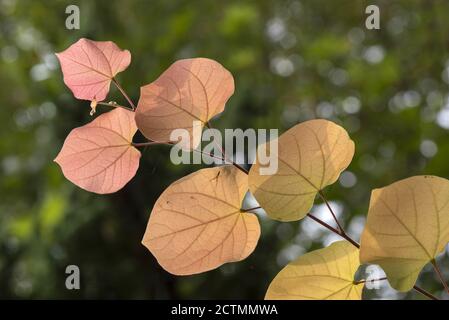 Huaian, Huaian, Chine. 24 septembre 2020. Jiangsuà¯ÂμÅ'CHINA-le 22 septembre 2020, les plantes sont particulièrement enchanteresses sous l'humidité de la rosée par l'ancienne rivière Huai dans la province de Huai 'an, Jiangsu. Ce jour-là est les 24 termes solaires de l'équinoxe d'automne, l'ancienne rivière Huaihe dans Huai 'un peu concentré l'automne, les feuilles de plantes ont commencé à s'estompent et jaune, les plantes dans l'humidité de la rosée est particulièrement enchanteur, toile d'araignée présente également un rêve merveilleux pays. Crédit : SIPA Asia/ZUMA Wire/Alay Live News Banque D'Images