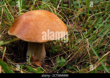 En septembre, les pluies sont arrivées, et ensuite, tout à la fois, ont cultivé des champignons : boletus et boletus, et boletus, et blancs. Banque D'Images