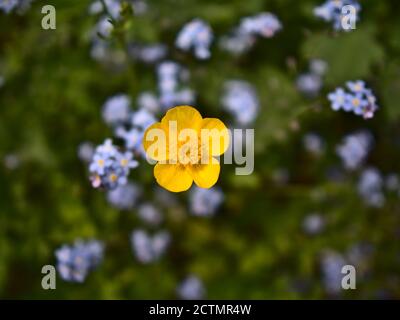 Vue rapprochée de la fleur de coupe de beurre sauvage isolée (ranunculus) avec fleur jaune. Concentrez-vous sur la tête de fleur en fleurs avec un arrière-plan bokeh. Banque D'Images