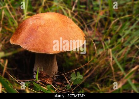 En septembre, les pluies sont arrivées, et ensuite, tout à la fois, ont cultivé des champignons : boletus et boletus, et boletus, et blancs. Banque D'Images