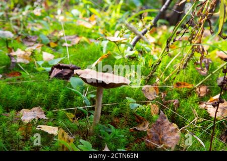 Amanita fulva champignon, également connu sous le nom de la grisette tawny Banque D'Images