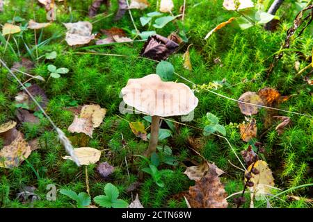 Amanita fulva champignon, également connu sous le nom de la grisette tawny Banque D'Images