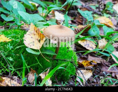 Amanita fulva champignon, également connu sous le nom de la grisette tawny Banque D'Images