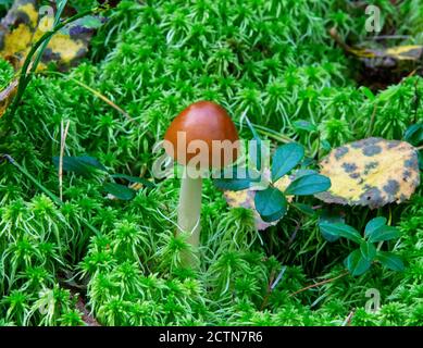 Amanita fulva champignon, également connu sous le nom de la grisette tawny Banque D'Images