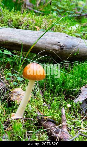 Amanita fulva champignon, également connu sous le nom de la grisette tawny Banque D'Images