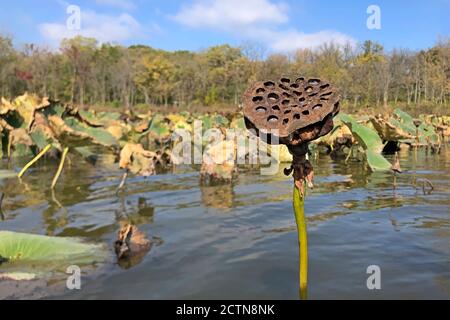 Un lotus se distingue parmi la colonie. La fleur est entourée par d'autres avec des arbres d'automne et un fond bleu ciel. Banque D'Images