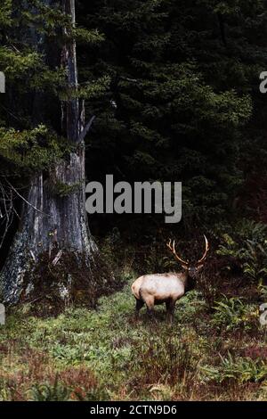 Grand angle de cerf sauvage avec des bois énormes pasteurs pré dans les bois le jour nuageux Banque D'Images