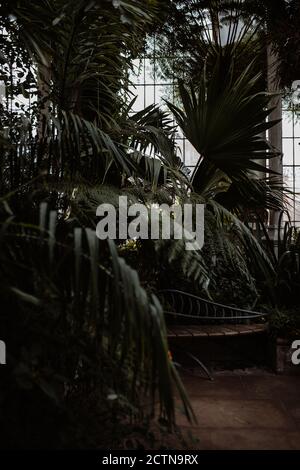 Diverses plantes exotiques poussant dans la serre de verre avec intérieur sombre Le jour couvert dans les Highlands écossais Banque D'Images